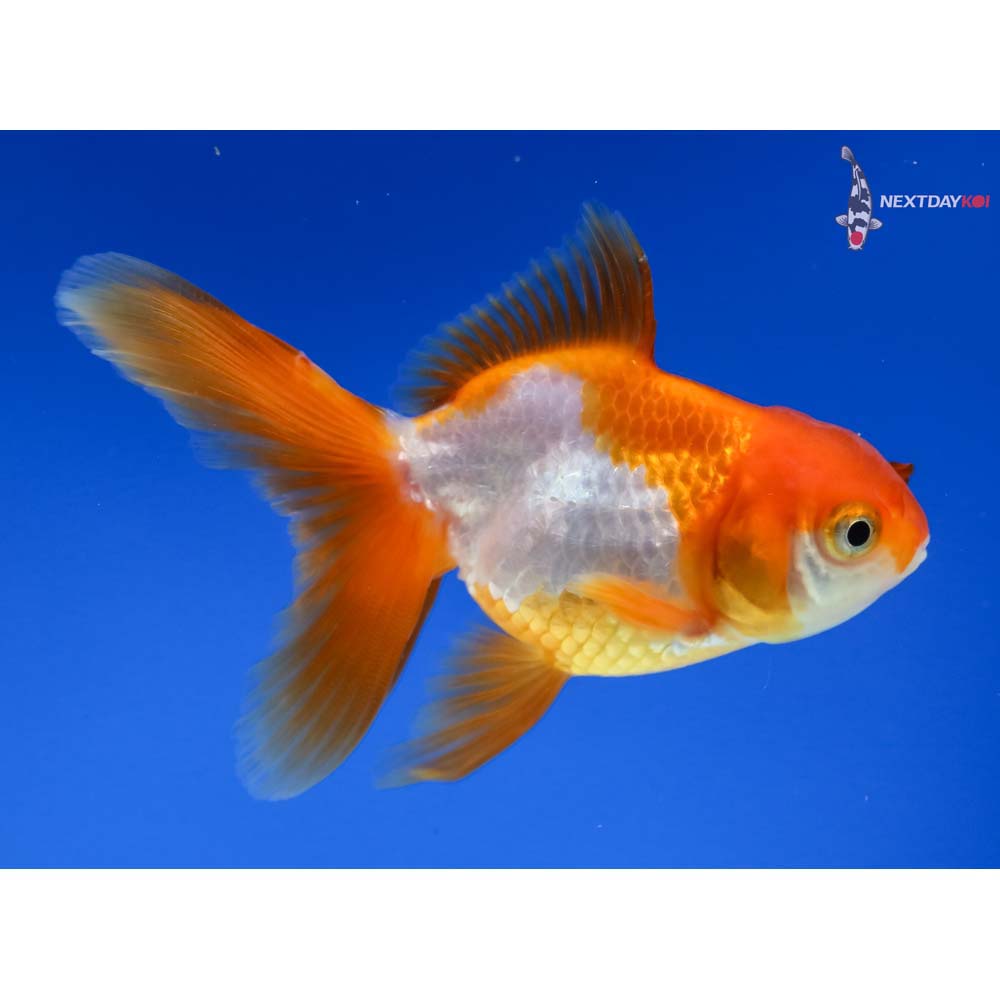 3” Imported Red and White Oranda