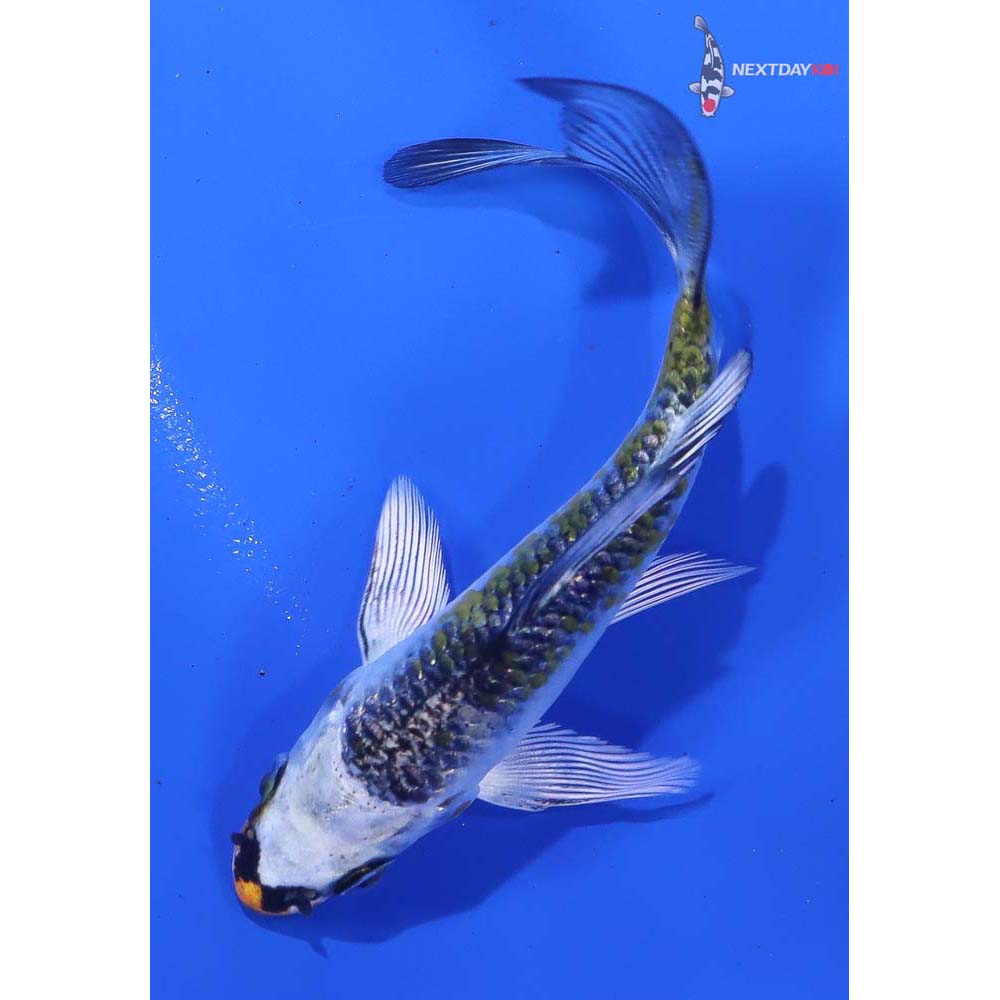 3” Imported Kujaku Butterfly Koi