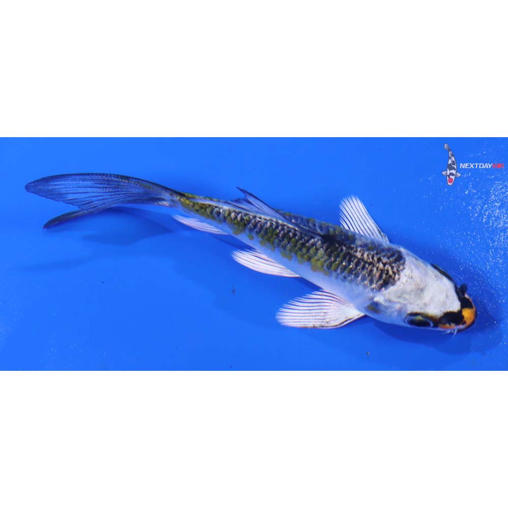 3” Imported Kujaku Butterfly Koi - Image 2