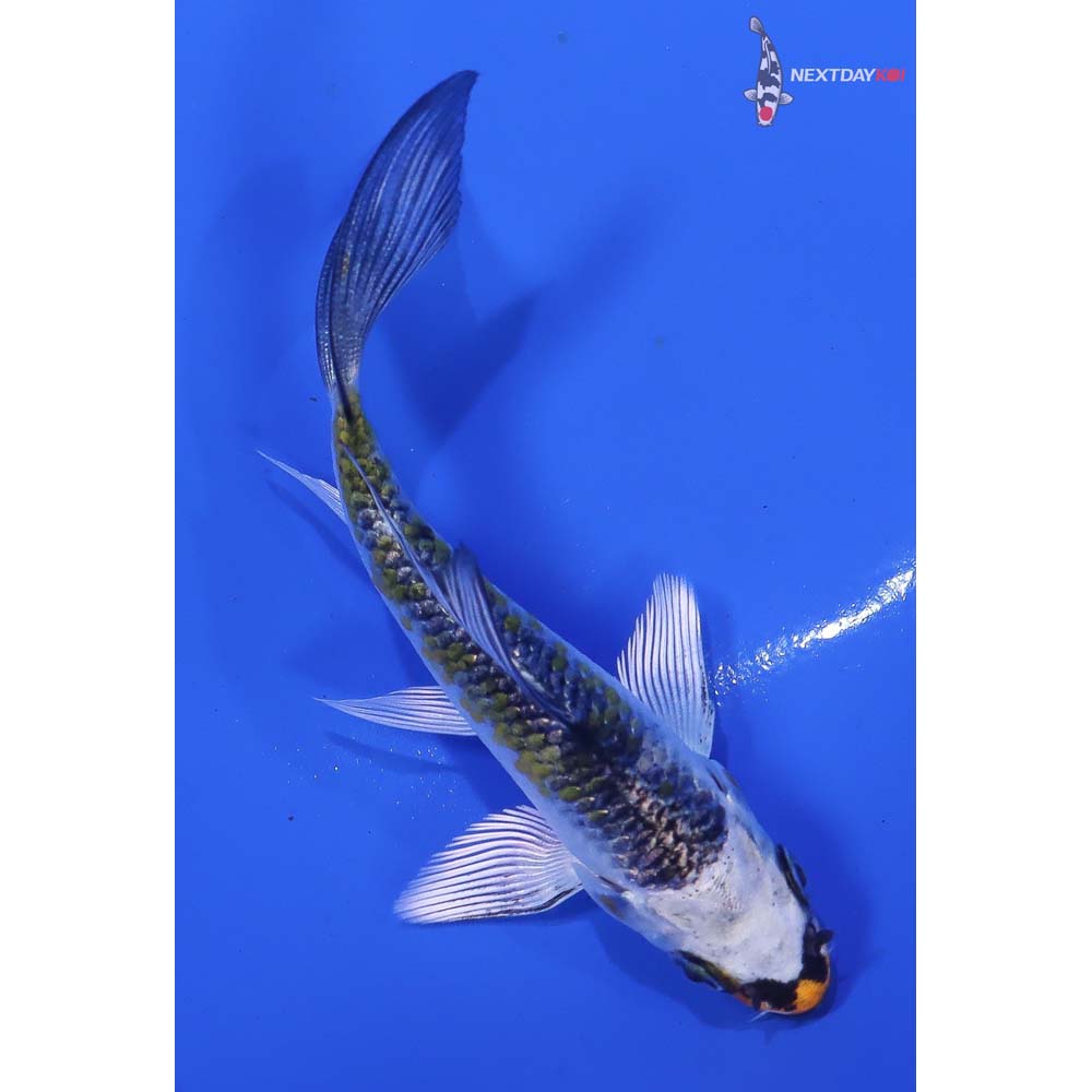 3” Imported Kujaku Butterfly Koi - Image 3
