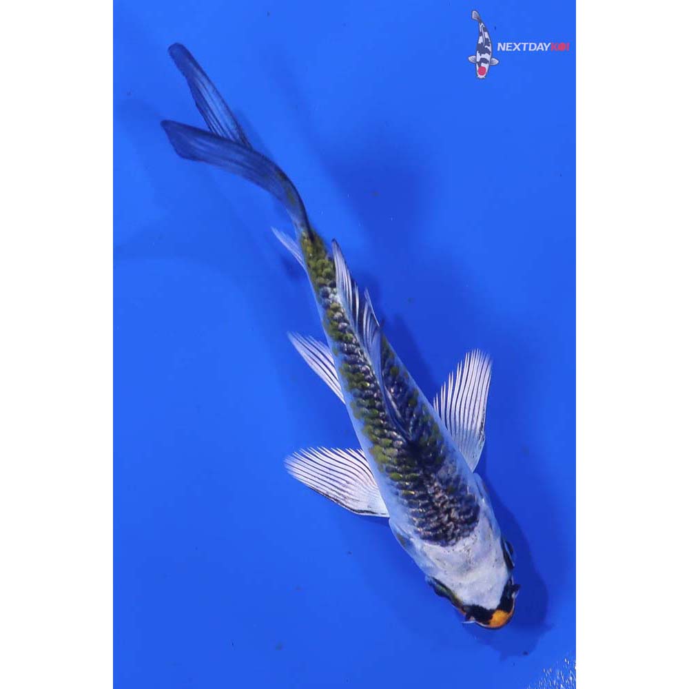 3” Imported Kujaku Butterfly Koi - Image 5