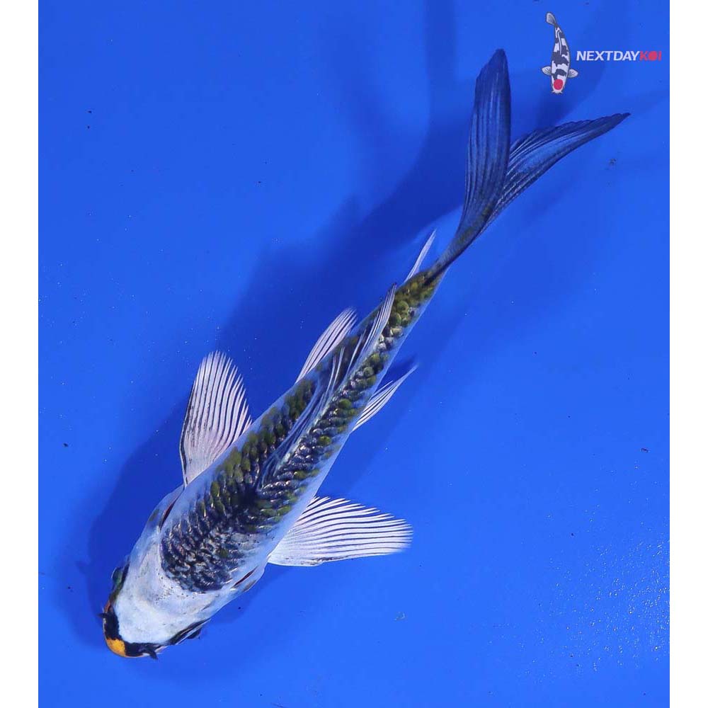 3” Imported Kujaku Butterfly Koi - Image 6