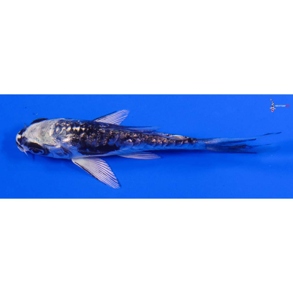 3.5” Imported Gin Rin Kikokuryu Butterfly Koi - Image 4