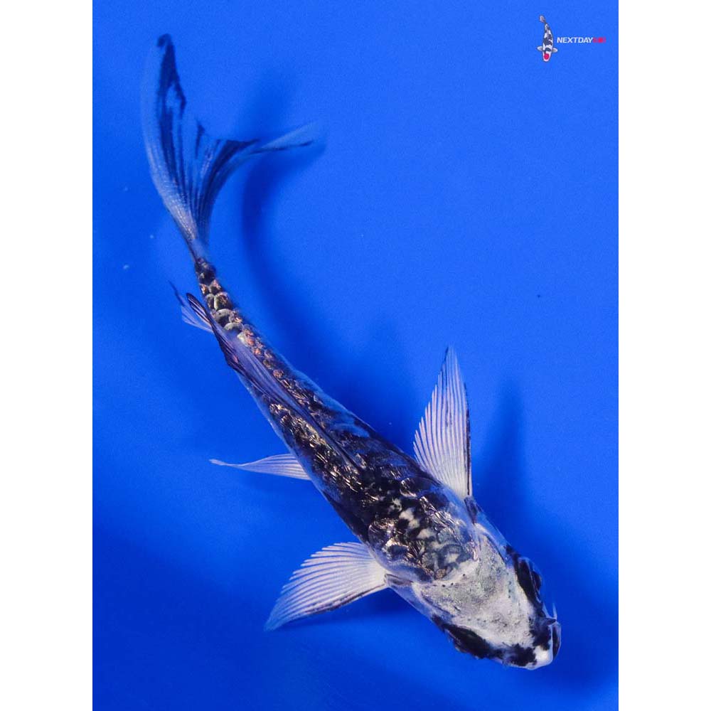 3.5” Imported Gin Rin Kikokuryu Butterfly Koi - Image 5