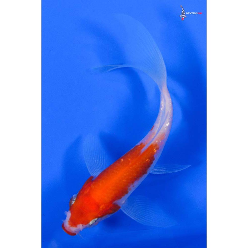 3.5” Imported Gin Rin Kohaku Butterfly Koi