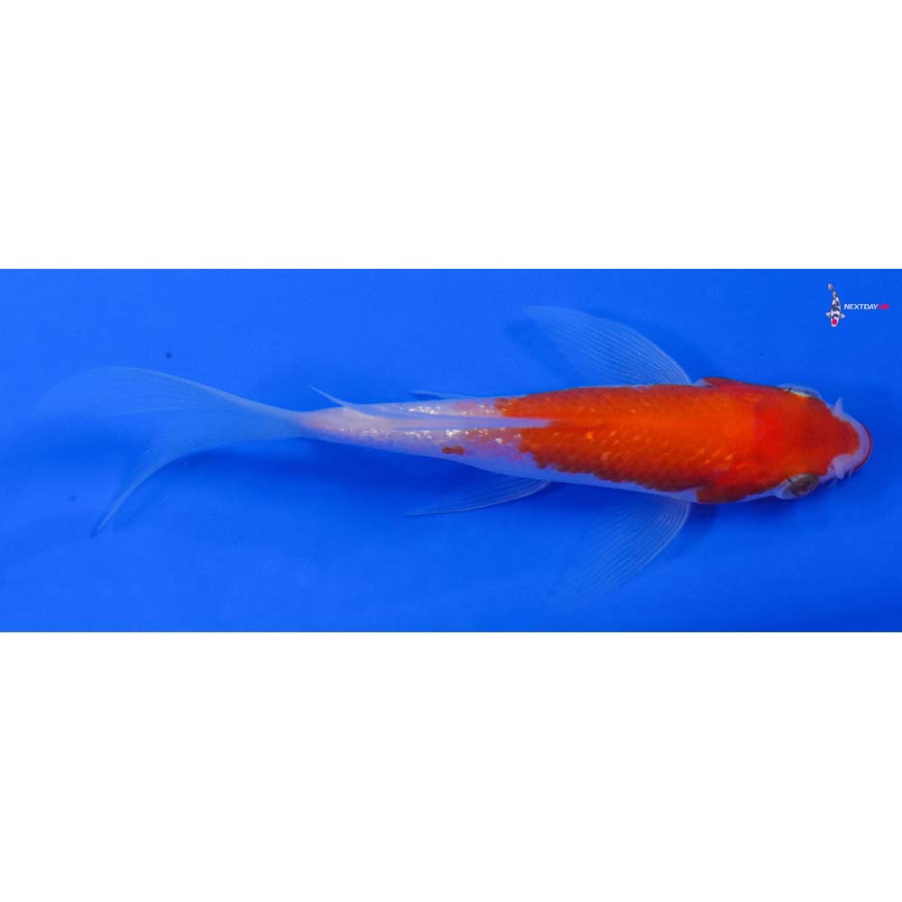 3.5” Imported Gin Rin Kohaku Butterfly Koi - Image 2