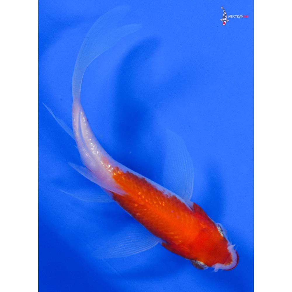 3.5” Imported Gin Rin Kohaku Butterfly Koi - Image 3