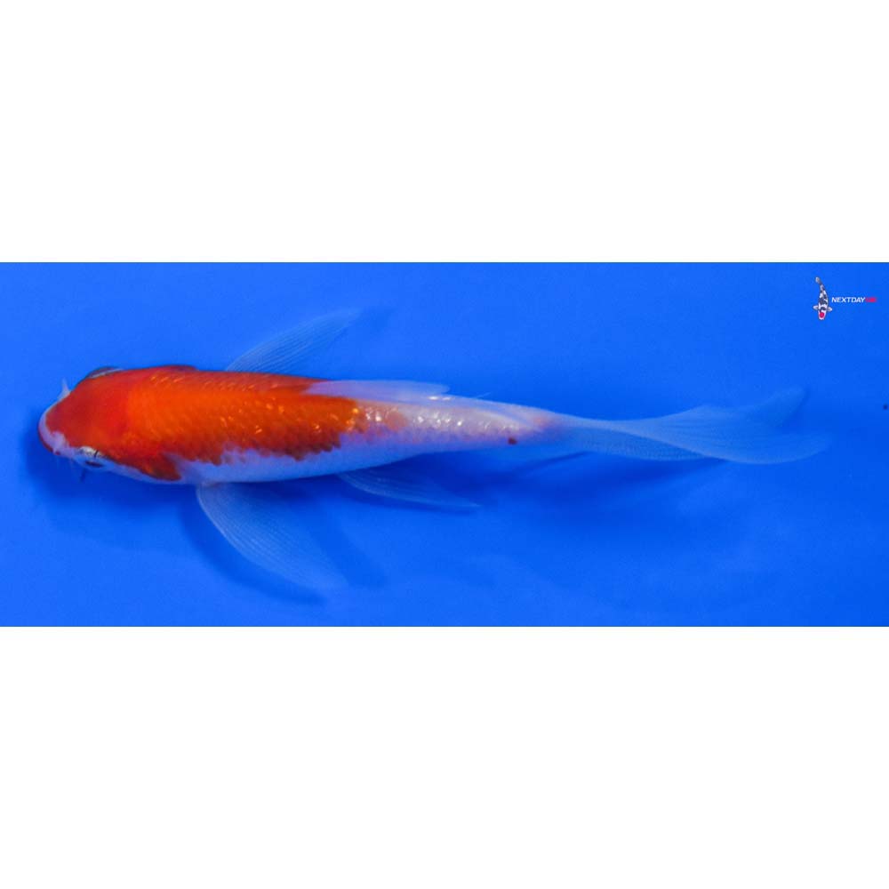 3.5” Imported Gin Rin Kohaku Butterfly Koi - Image 4