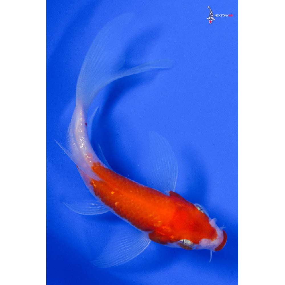 3.5” Imported Gin Rin Kohaku Butterfly Koi - Image 5