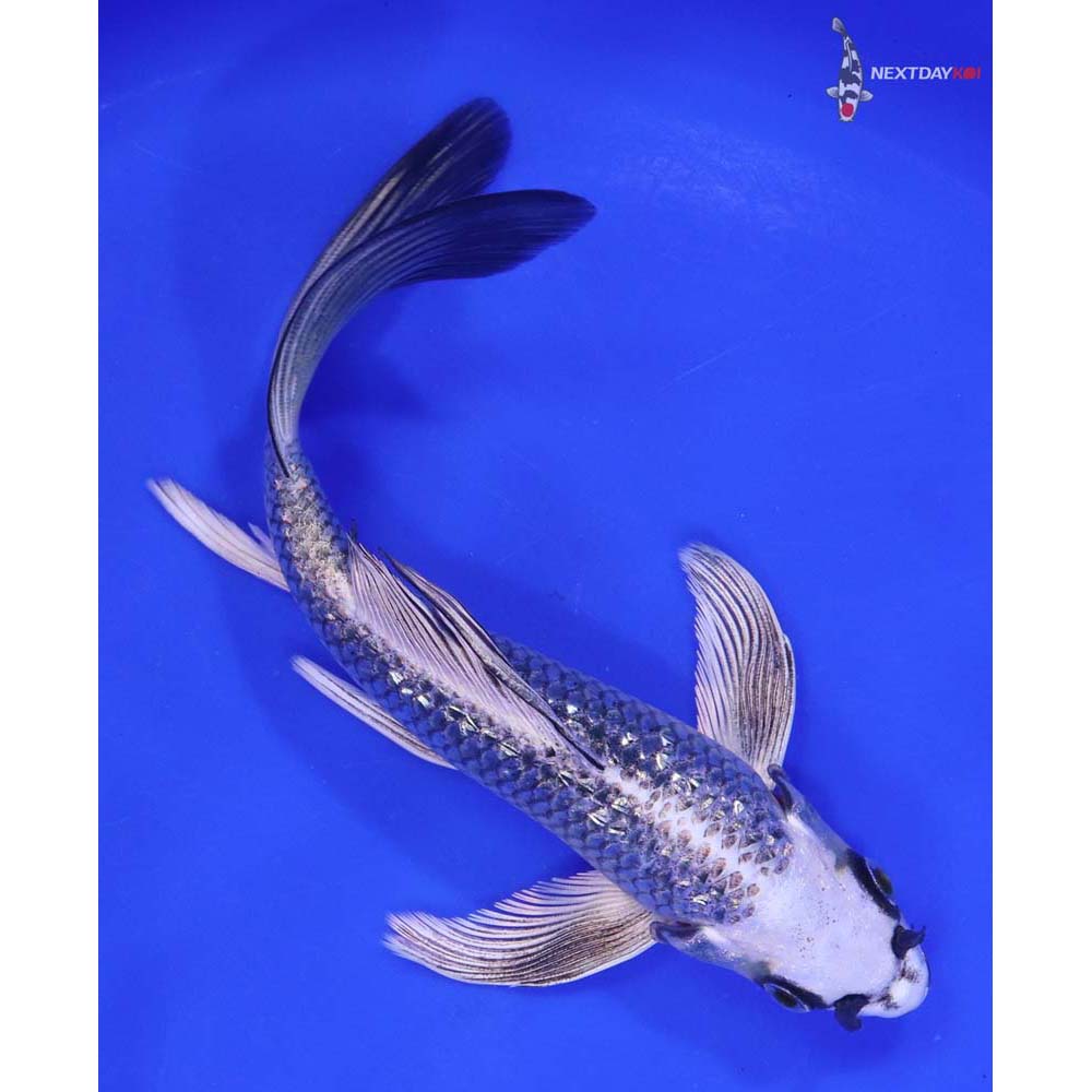 6.5” Imported Gin Rin Gin Matsuba Butterfly Koi