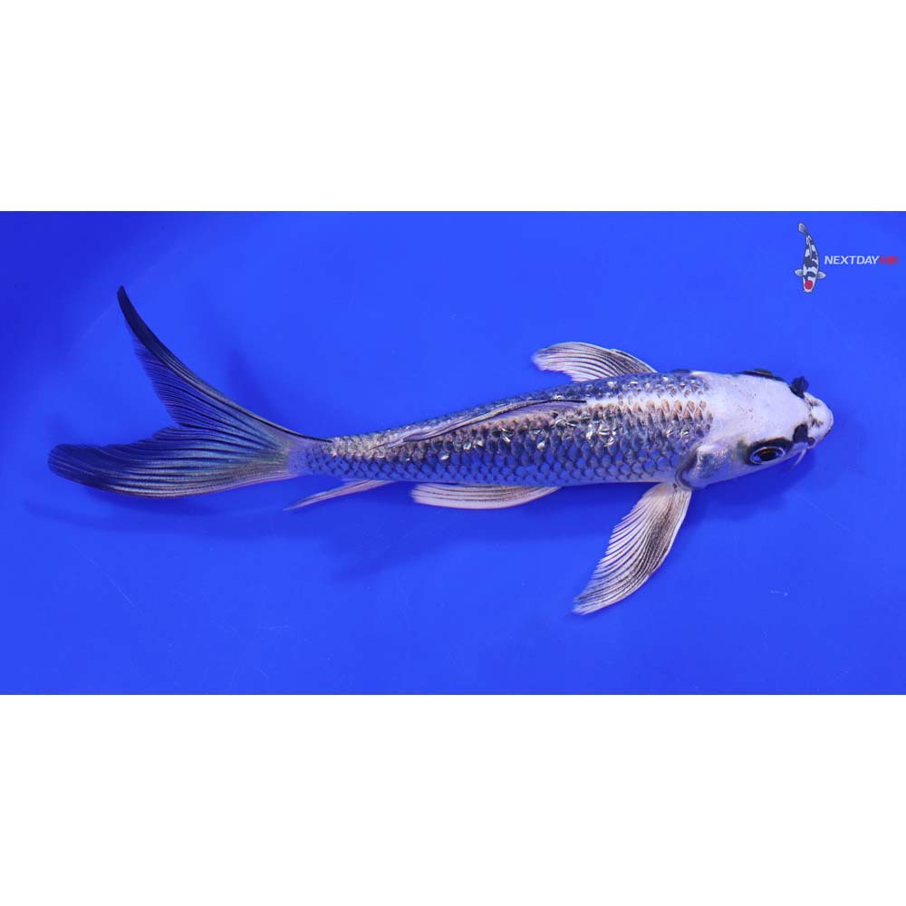 6.5” Imported Gin Rin Gin Matsuba Butterfly Koi - Image 2