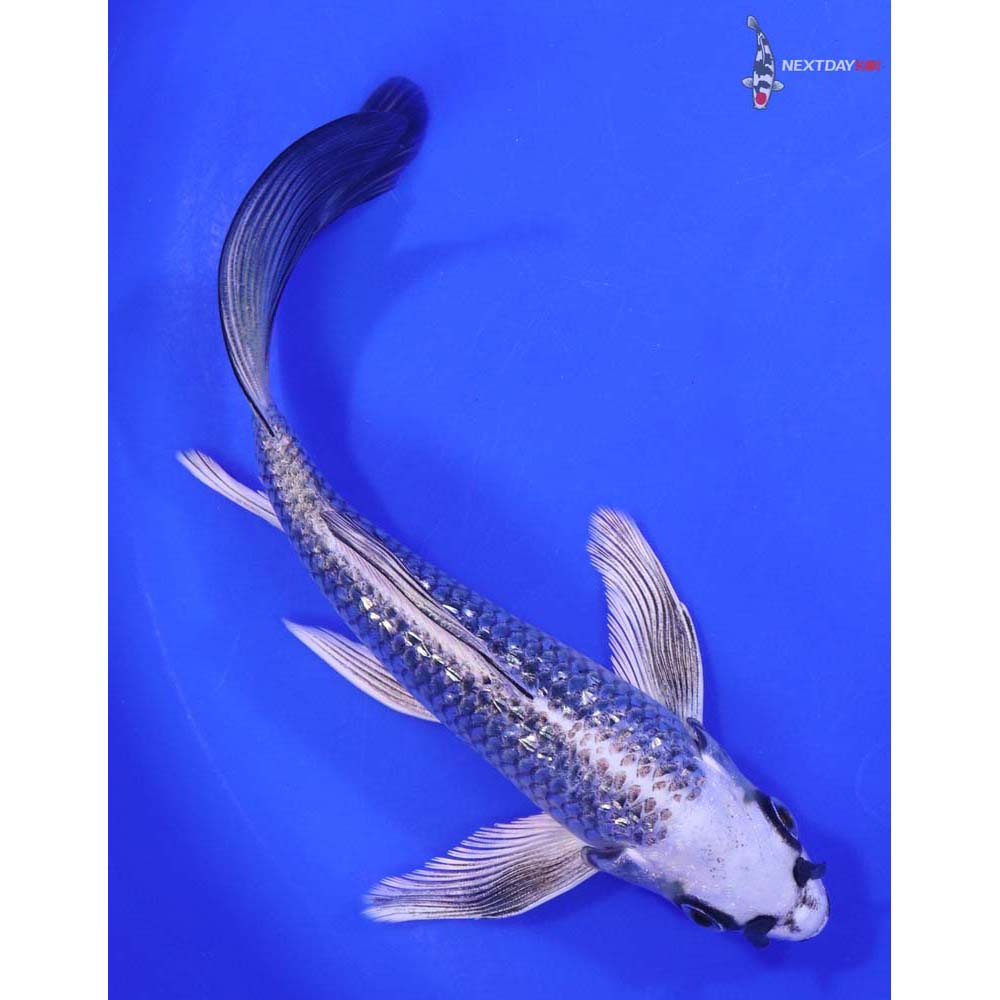 6.5” Imported Gin Rin Gin Matsuba Butterfly Koi - Image 3