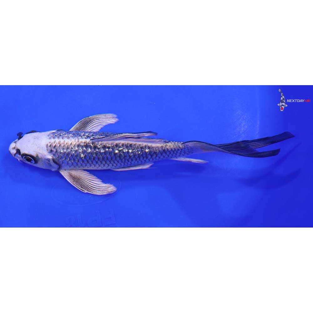 6.5” Imported Gin Rin Gin Matsuba Butterfly Koi - Image 4