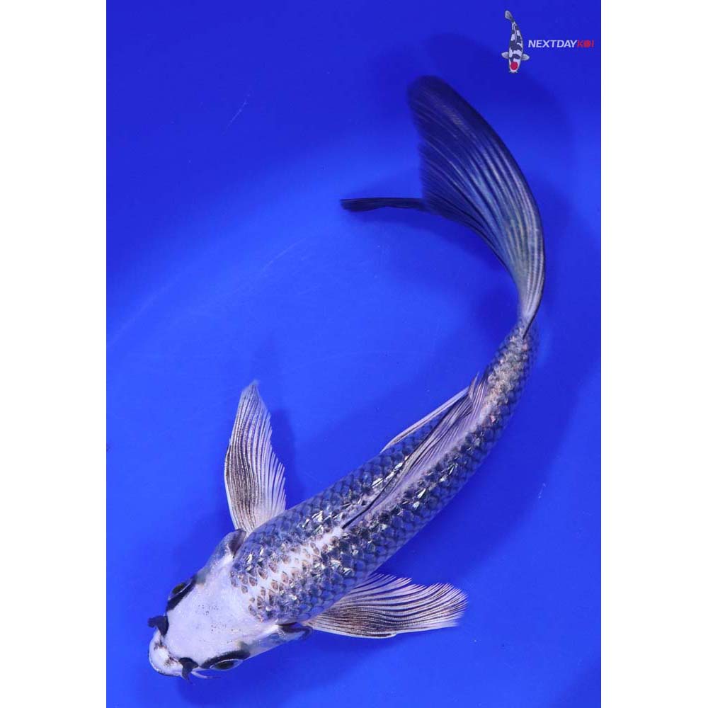 6.5” Imported Gin Rin Gin Matsuba Butterfly Koi - Image 5