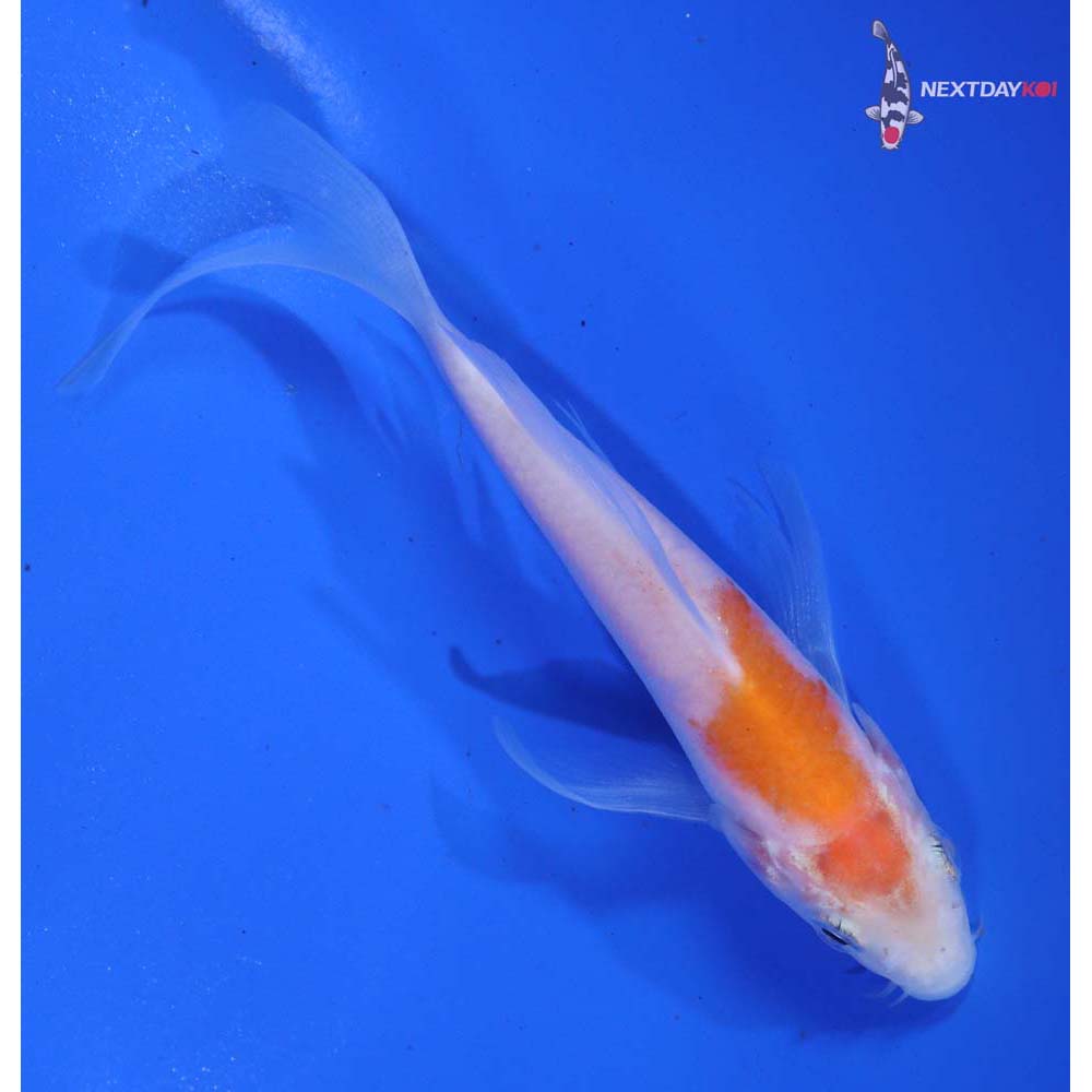 4.5” Imported Kohaku Butterfly Koi - Image 5