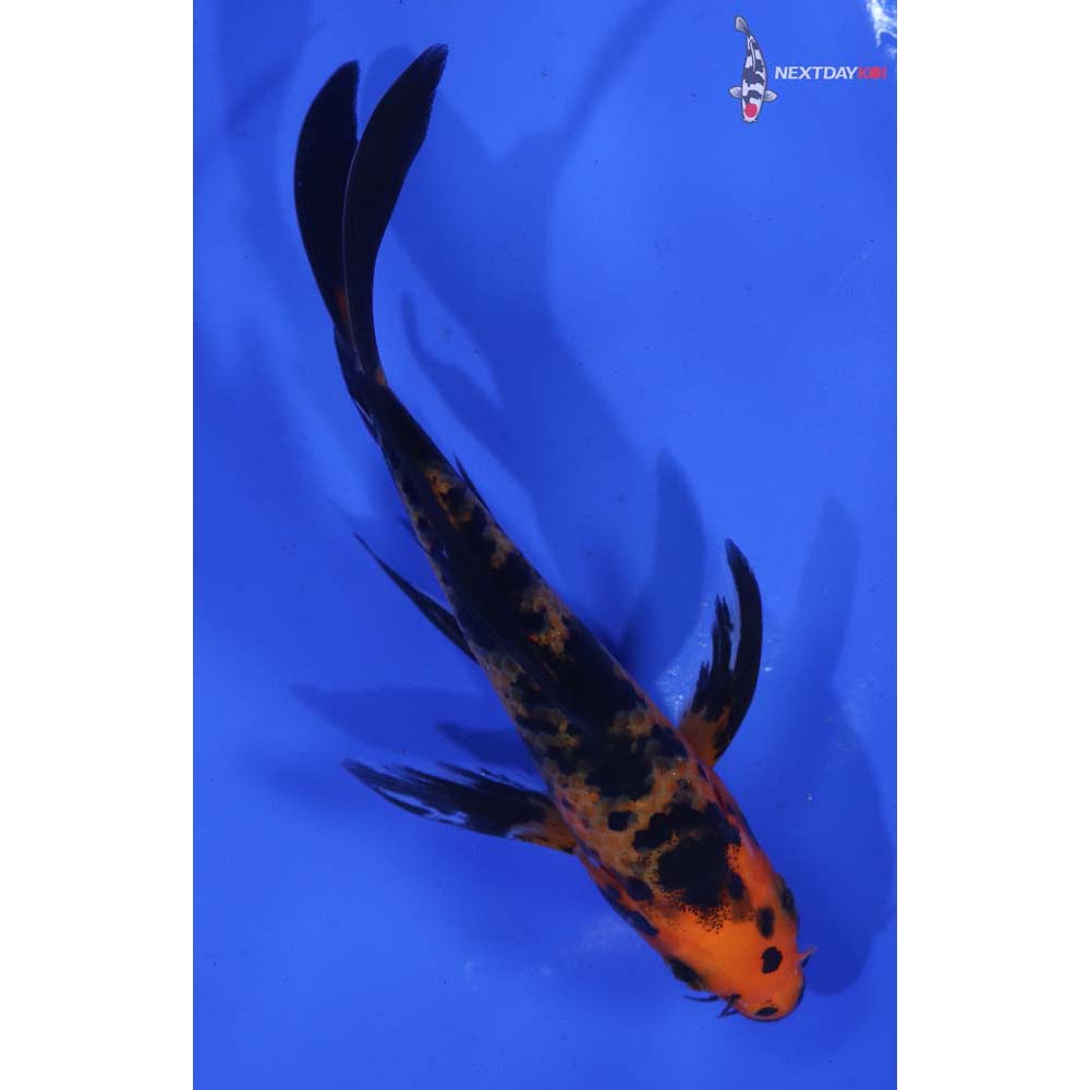 5” Imported Aka Bekko Butterfly Koi