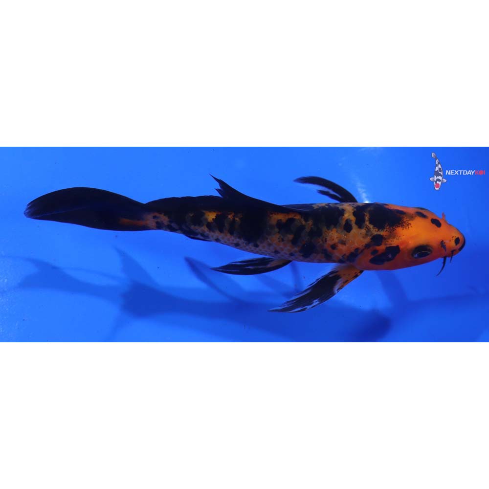 5” Imported Aka Bekko Butterfly Koi - Image 2