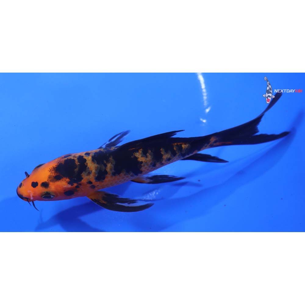 5” Imported Aka Bekko Butterfly Koi - Image 3