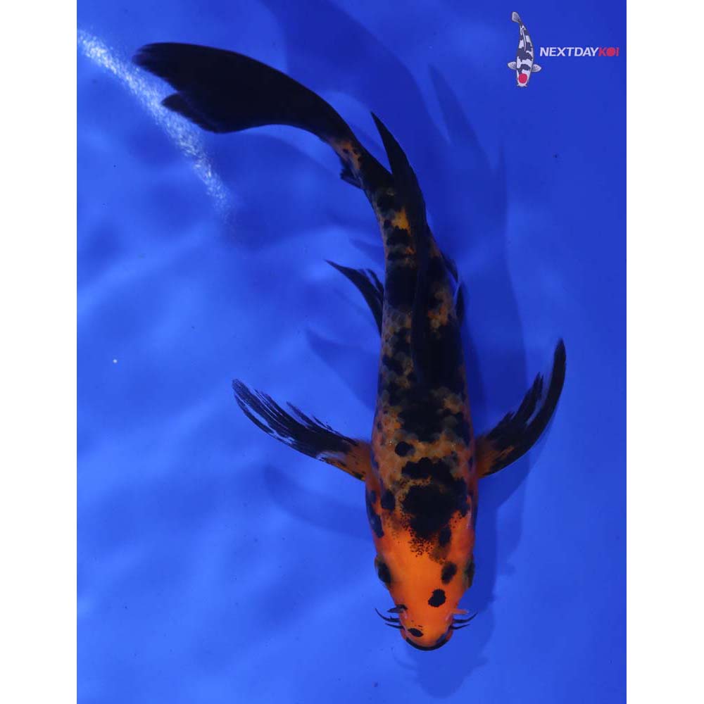 5” Imported Aka Bekko Butterfly Koi - Image 4