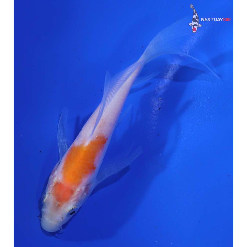 4.5” Imported Kohaku Butterfly Koi