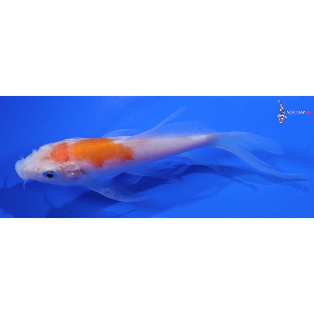 4.5” Imported Kohaku Butterfly Koi - Image 2