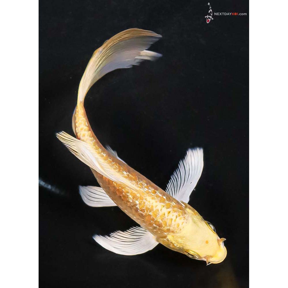 5.5” Imported Gin Rin Armor Scaled Yamabuki Ogon Butterfly Koi