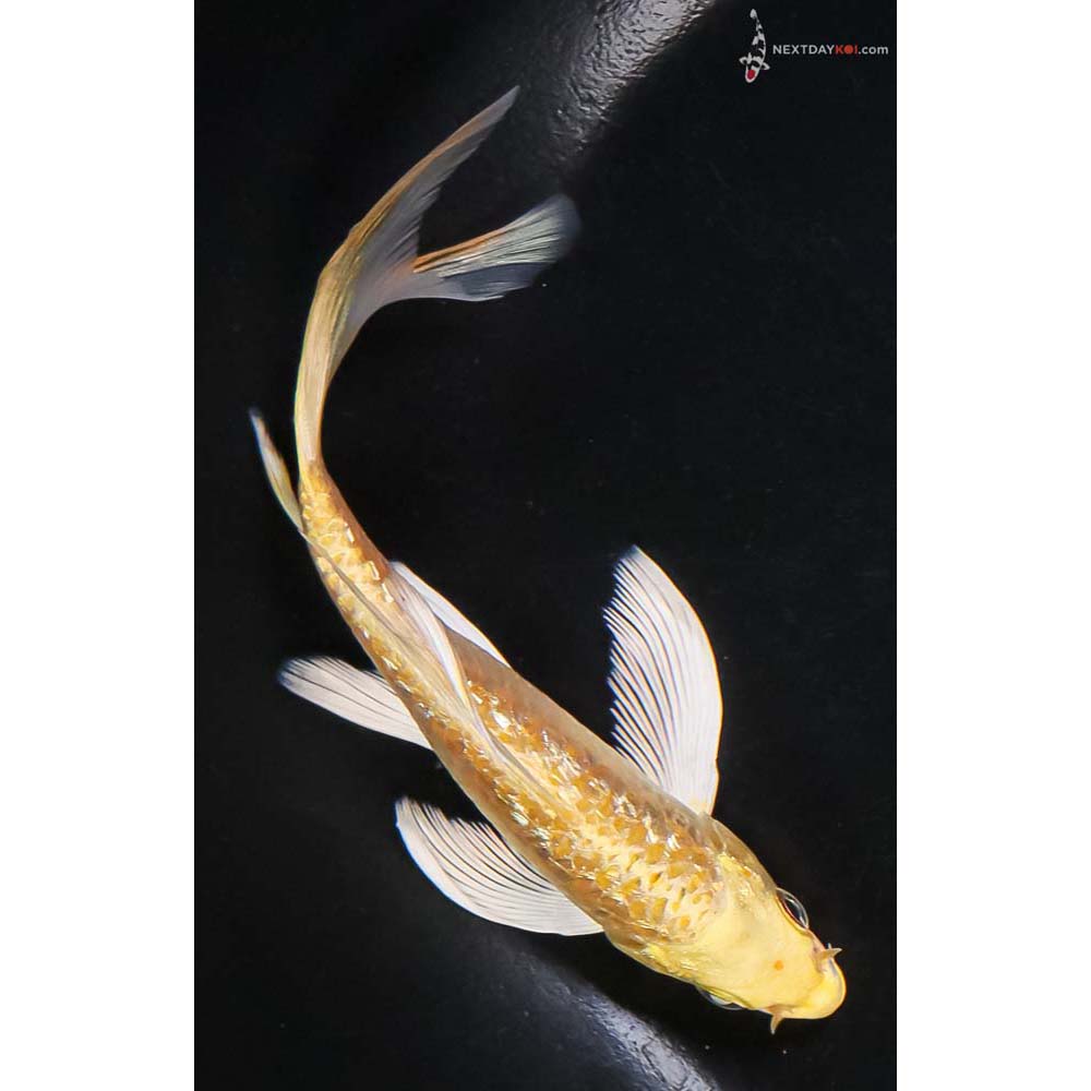 5.5” Imported Gin Rin Armor Scaled Yamabuki Ogon Butterfly Koi - Image 3