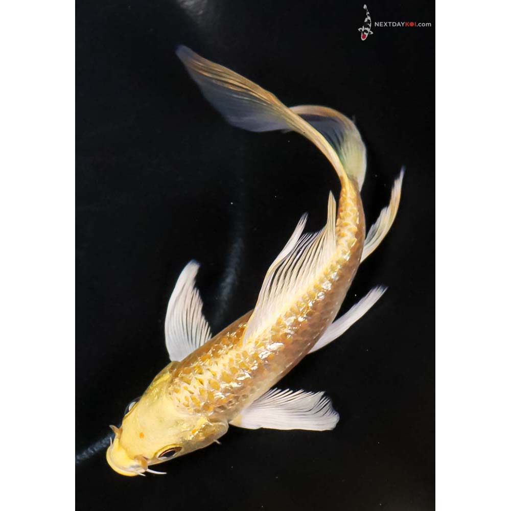 5.5” Imported Gin Rin Armor Scaled Yamabuki Ogon Butterfly Koi - Image 5