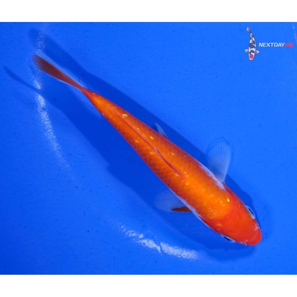 5” Imported Kohaku - Image 3