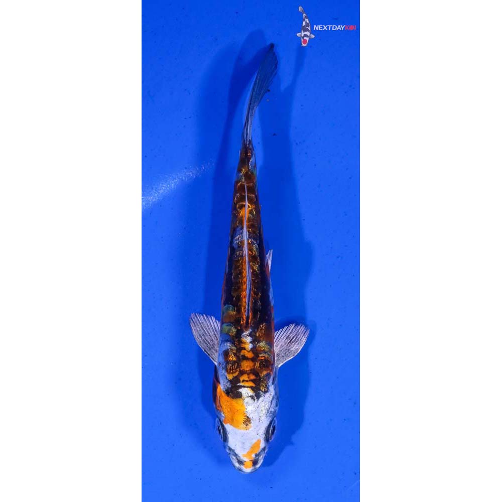 5.5” Imported Gin Rin Kin Kikokuryu