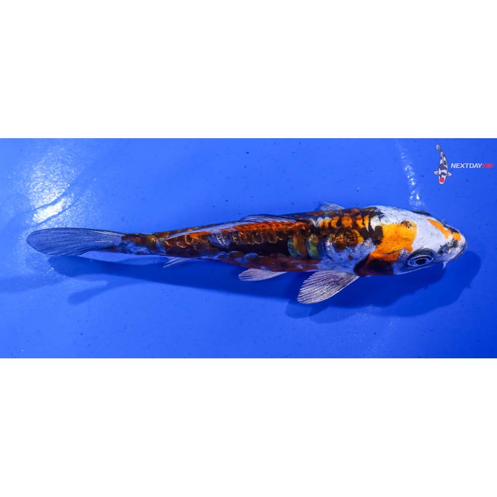 5.5” Imported Gin Rin Kin Kikokuryu - Image 2