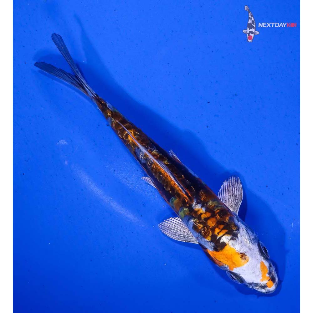 5.5” Imported Gin Rin Kin Kikokuryu - Image 3