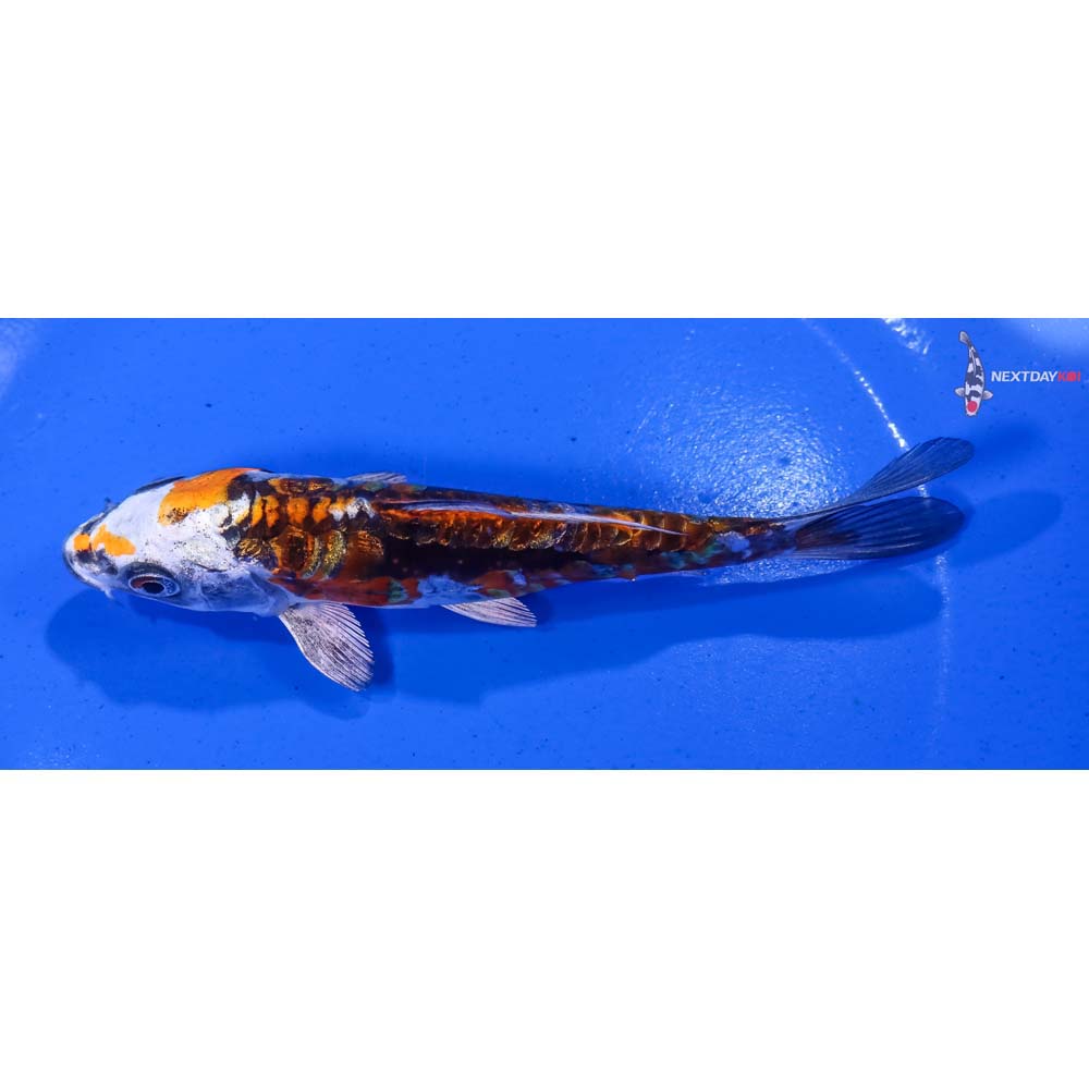 5.5” Imported Gin Rin Kin Kikokuryu - Image 4