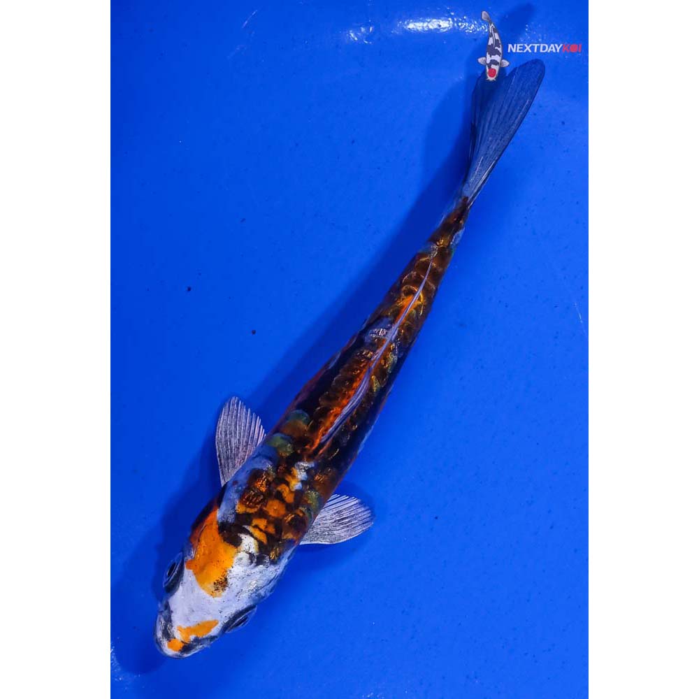 5.5” Imported Gin Rin Kin Kikokuryu - Image 5