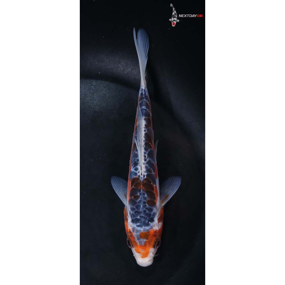 5.5” Imported Shusui