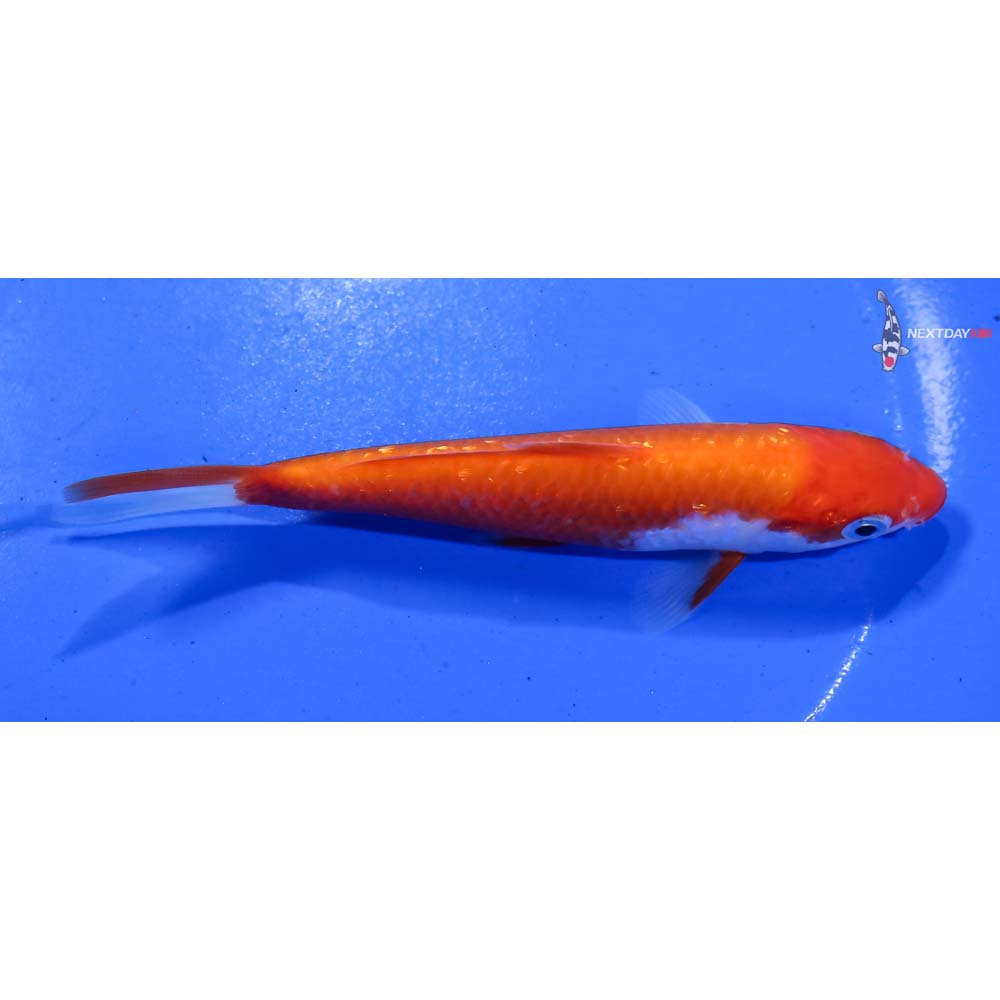 5” Imported Kohaku - Image 2