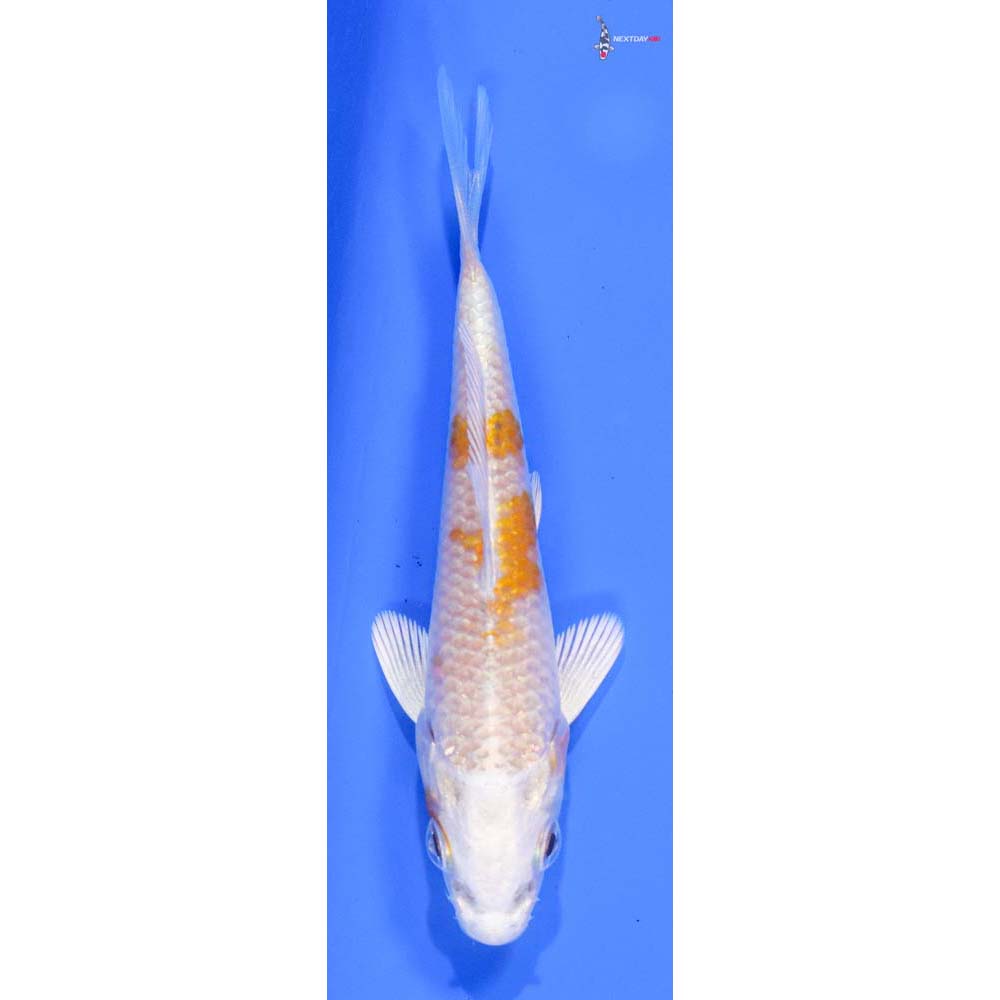 3.5” Imported Hariwake