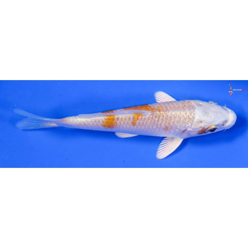 3.5” Imported Hariwake - Image 2