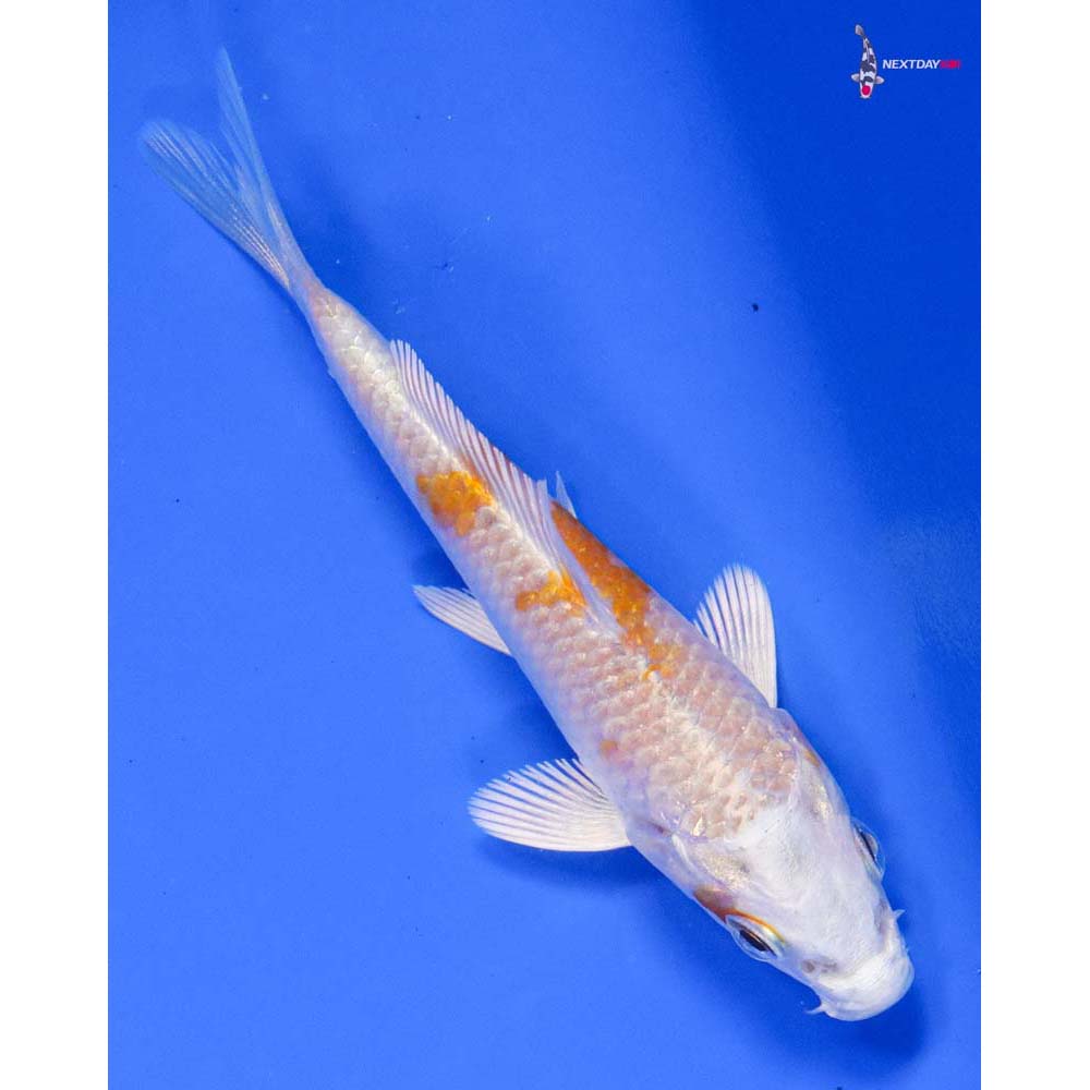 3.5” Imported Hariwake - Image 3