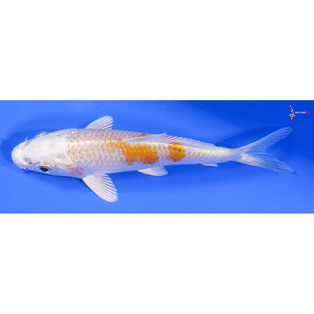 3.5” Imported Hariwake - Image 4