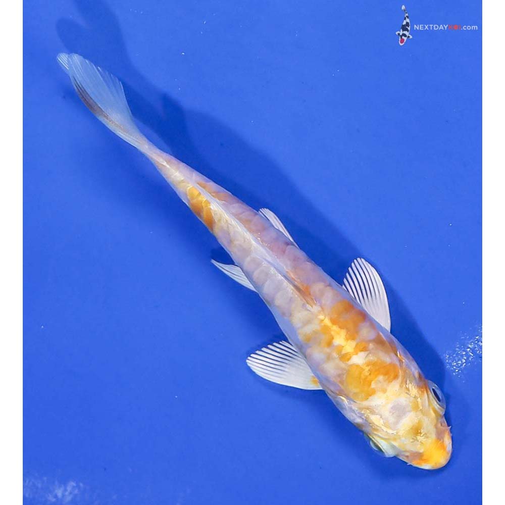 4” Imported Armor Scaled Lemon Hariwake - Image 3