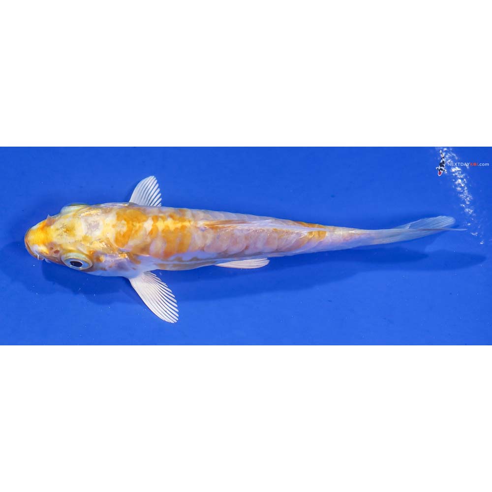 4” Imported Armor Scaled Lemon Hariwake - Image 4