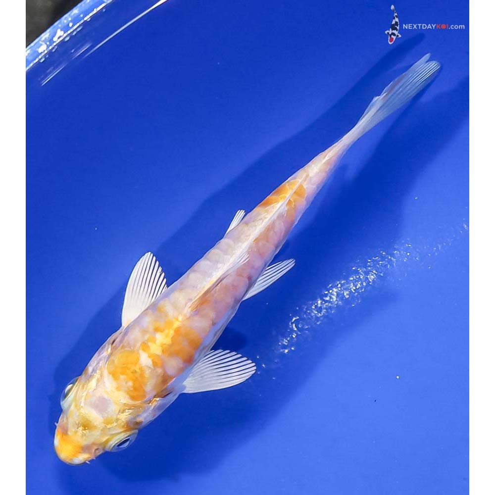 4” Imported Armor Scaled Lemon Hariwake - Image 5