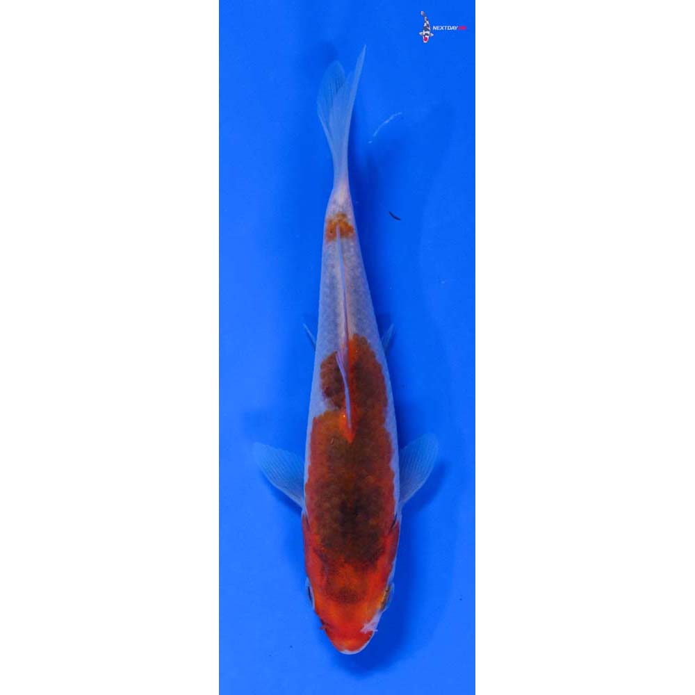 5” Imported Goromo