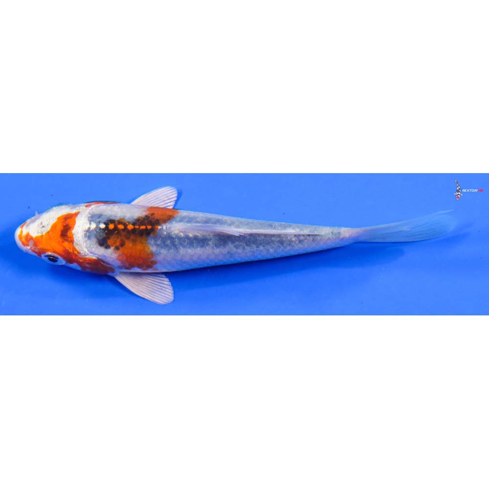 5” Imported Kujaku - Image 4