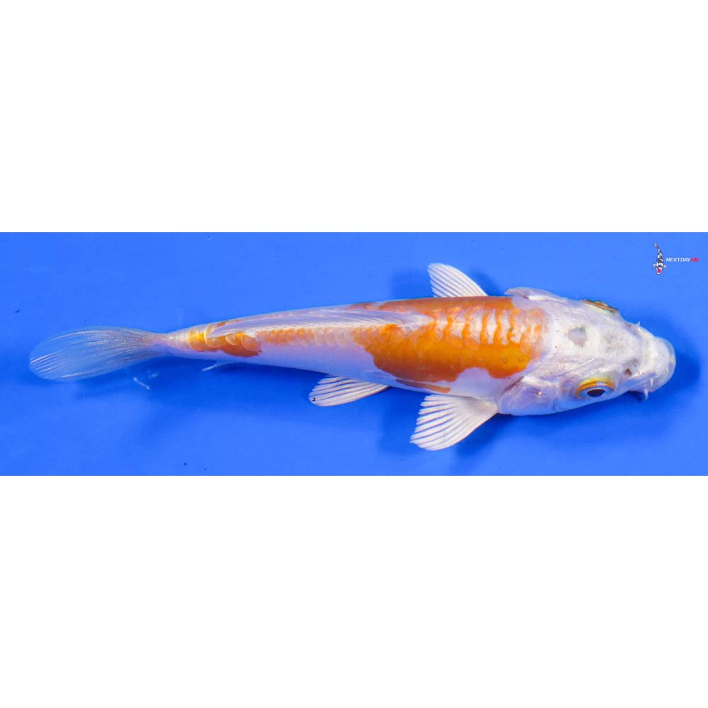 4” Imported Kikusui - Image 2