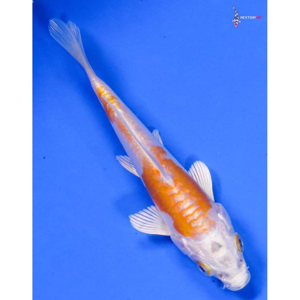 4” Imported Kikusui - Image 3