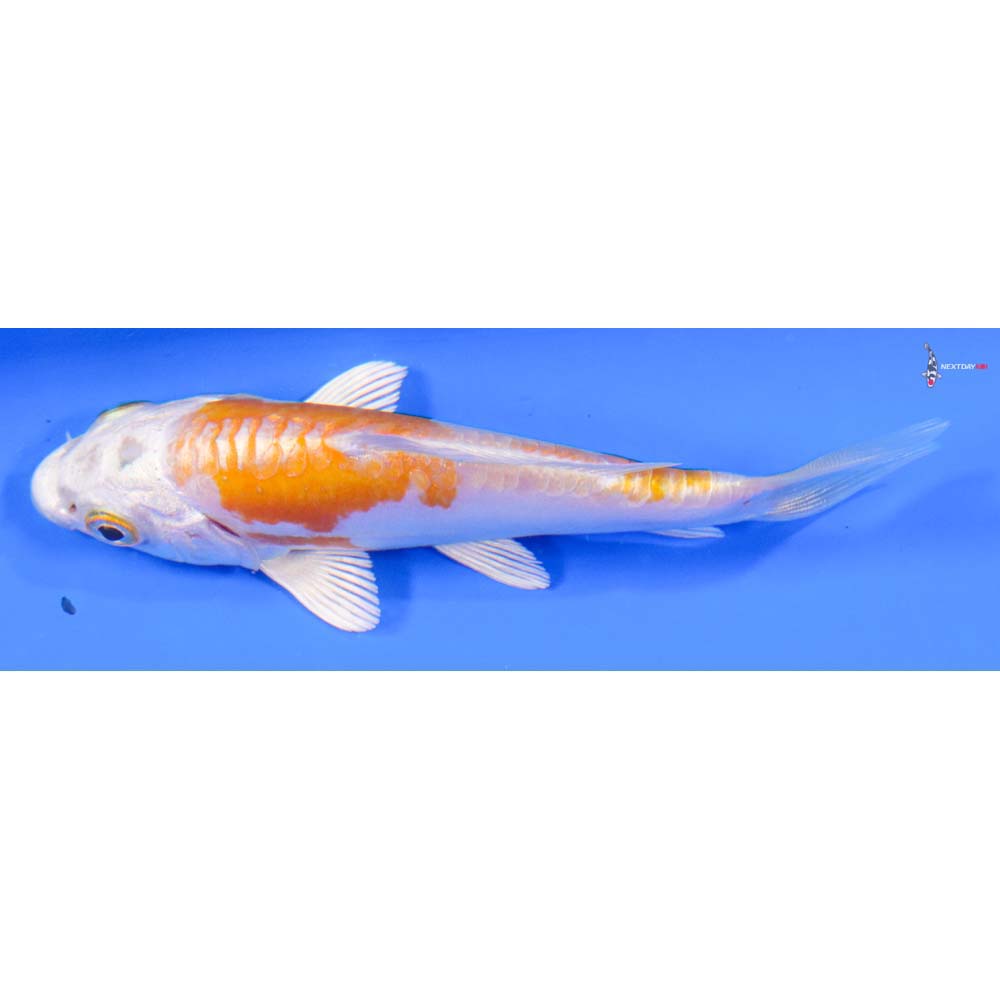 4” Imported Kikusui - Image 4