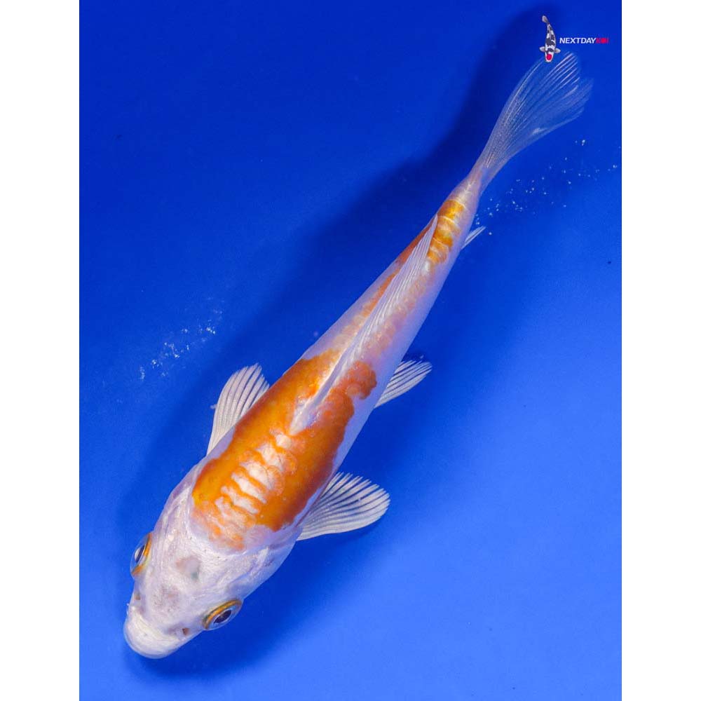 4” Imported Kikusui - Image 5