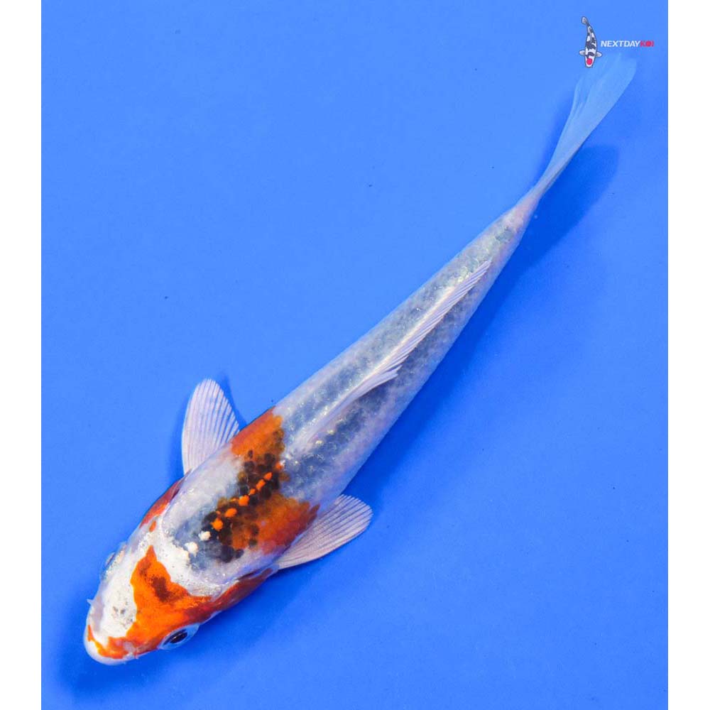 5” Imported Kujaku - Image 5